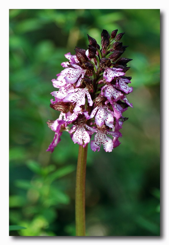 Orchis morio e Orchis purpurea